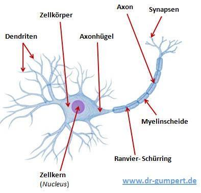 Neurit=Nervenfaser oder Ein Nerv enthält i. A.