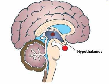 Hypothalamus Releasing-Hormone TRH setzt frei TSH CRH setzt frei ACTH Gn-RH setzt frei FSH GH-RH setzt frei STH PRL-RH setzt frei PRL