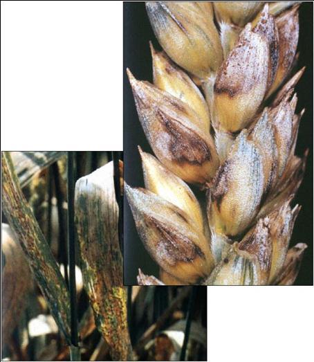 Blatt- und Spelzenbräune (Septoria nodorum) Von großer ökonomischer Bedeutung, bei Infektion am Korn erhebliche Reduzierung der Kornzahl und des Tausendkorngewichts (TKG).