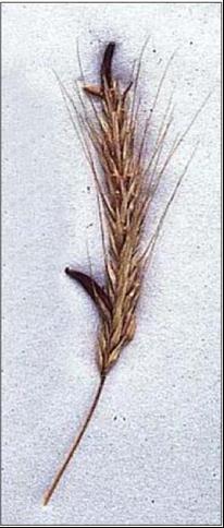 Mutterkorn (Claviceps purpurea) Spielt durch Anbau von Populationsroggen keine bedeutende Rolle.