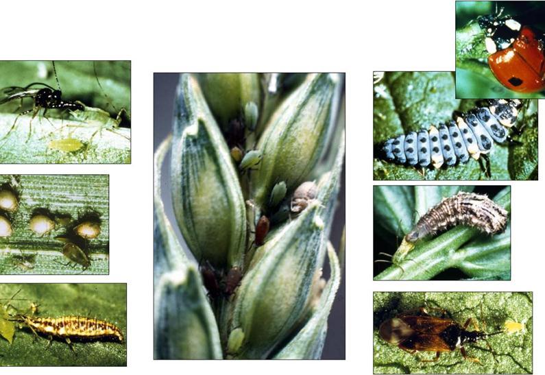 Nützlinge/Gegenspieler von Blattläusen Getreideblattläuse spielen im Öko-Landbau nur eine geringe Rolle.