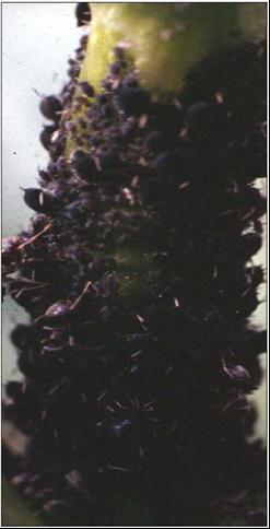 Blattläuse (mehrere Blattlausarten) Enorme Vermehrungspotenz (Kolonienbildung); Größte Saugschäden vor und zur Blüte; Abwerfen bzw.