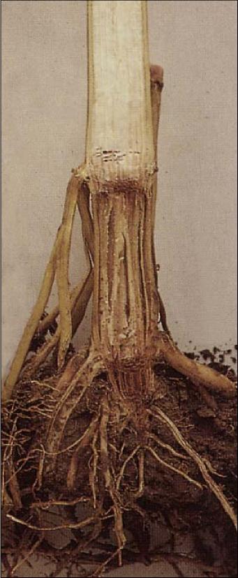 Stängel- und Wurzelfäule (Fusarium, Trichodochium- und andere Arten) Eine Vielzahl verschiedener Bodenpilze kann bei ungünstigen Keimbedingungen und bei Verwendung von qualitativ schlechtem Saatgut