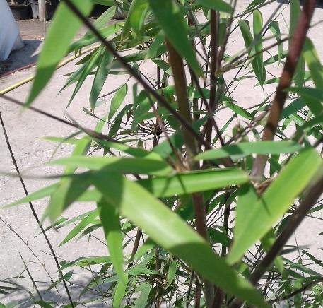 Fargesia nitida `Jiuzhaigou Aufrecht wachsend, überhängend Hellgrün Bis 4,5 m Bildet