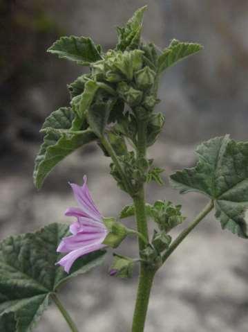 Lavatera