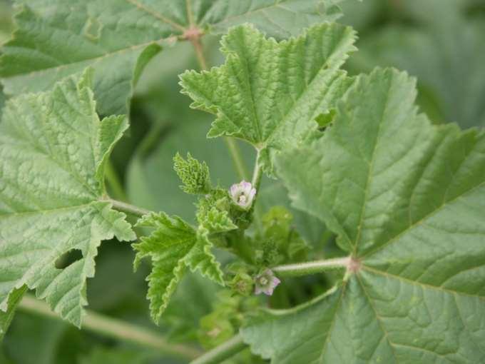 Malva parviflora