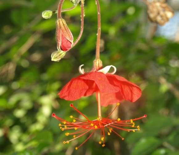 Hibiscus