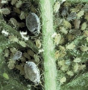 5 PFLANZENSCHUTZ Krankheiten und Schädlinge Leider sind Kübelpflanzen auch bei einigen Schädlingen beliebt.