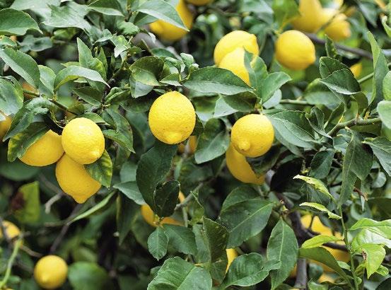 Citrus-Arten Citrus-Arten (Citrus) sind der Inbegriff von Süden seien es nun Zitronen, Orangen oder andere.