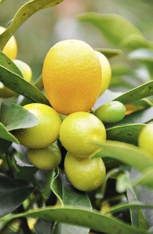 7 Kumquat Kumquat (Fortunella margarita) ist ein recht pflegeleichtes Zitrusgewächs, das gut blüht und fruchtet.