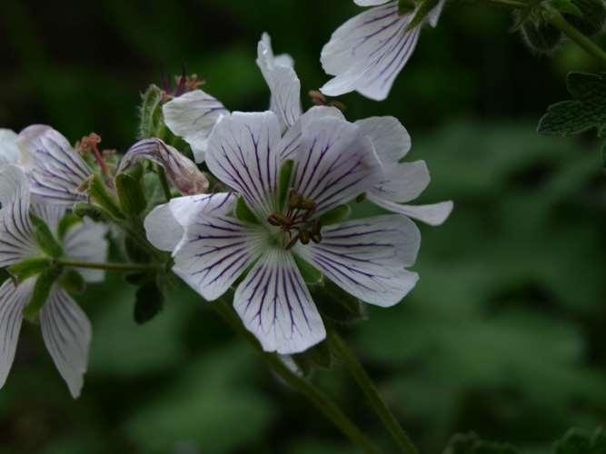 Geranium renardii Trautv. - Kaukasus-Storchschnabel (Geraniaceae) 218.
