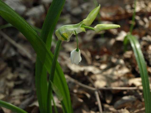 Allium paradoxum (M. Bieb.) G. Don - Wunder-Lauch (Alliaceae) 218.