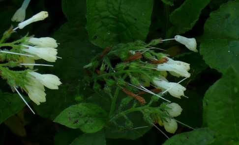 Großblütiger Beinwell (Boraginaceae) 218.