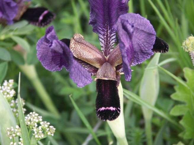 Iris paradoxa Steven (Iridaceae): Beispiel für eine Art, die 1817 erstmals im Botanischen Garten St.