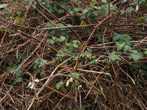 Rubus armeniacus Focke Armenische Brombeere Die häufigste in