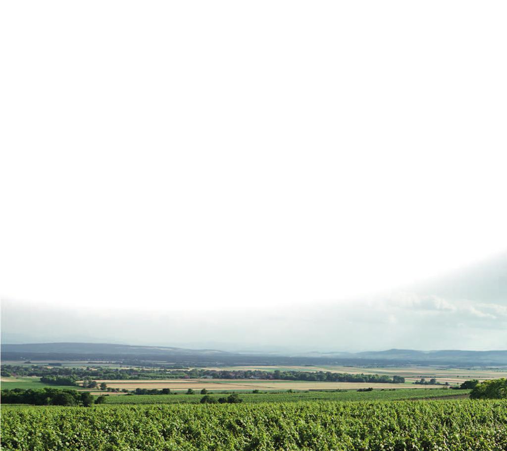 WEINGUT STEFAN