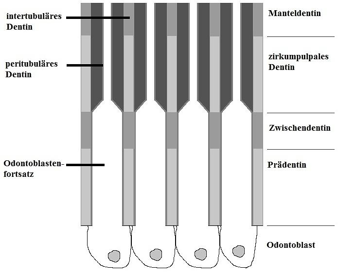 2 zeigt eine schematische Vergrößerung des Dentinaufbaus. Abb. 3.