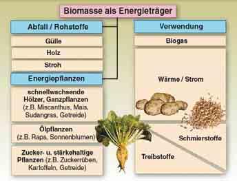 Zukünftig könnten auch Hölzer aus Kurzumtriebsplantagen wie Pappel und Weide oder Energiegräser wie Miscanthus, Sudangras oder Rutenhirse energetisch