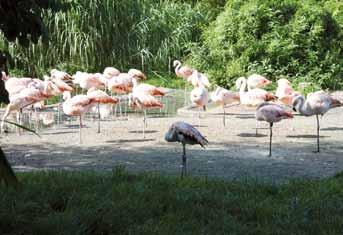 Flamingos - ein netter Anblick in ihrem rosa Federkleid Der begehbare Affenwald - der erste in Deutschland rungen und Verbesserungen.