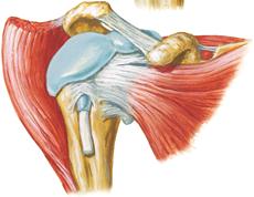biceps brachii, Caput longum Infraspinatussehne (mit der Kapsel verschmolzen) Cavitas glenoidalis (Knorpel) Sehne des M.