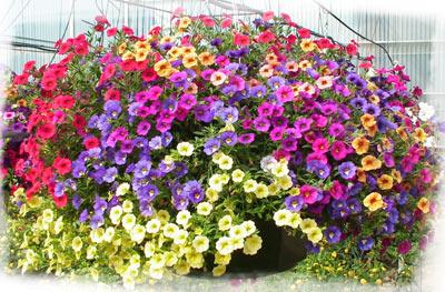 Calibrachoa (Zauberglöckchen) Steckbrief: Mit ihren bezaubernden Blüten und dem kompakten Wuchs sind sie ideal für bunte Balkonkästen und Ampeln geeignet.