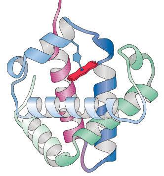 Tertiärstruktur von Proteinen Relative Anordnung von einzelnen Bereichen (Domänen mit Sekundärstrukturen) eines Proteins (einer Kette), typisch: aus 30 bi