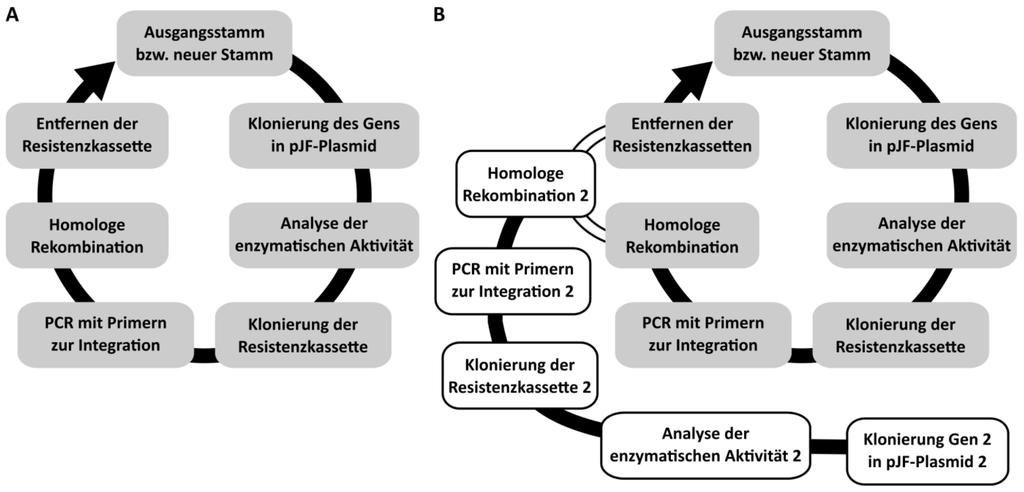 176 4. Diskussion Abbildung 4.1: Schema der Klonierung und chromosomalen Integration rekombinanter Gene. A) Zyklus der Integration nach Albermann et al.