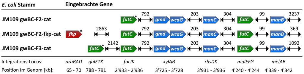 180 4. Diskussion und die Verwendung des Plasmids pjf-futc im Stamm JM109 gwbc-f1-cat ebenfalls zu höheren 2 -FL-Konzentrationen führte (Abbildung 3.