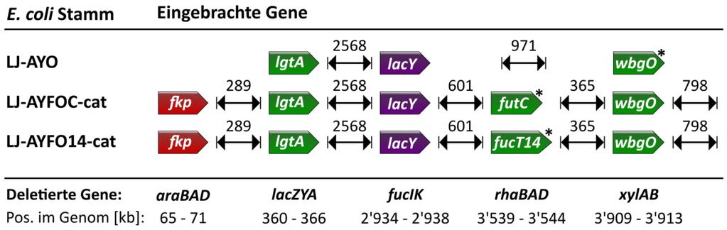 184 4. Diskussion Nachdem die Lactose-Aufnahme und die Synthese von LNT II mit dem Stamm LJ-AY nachgewiesen werden konnten, wurden die Gene wbgo bzw.