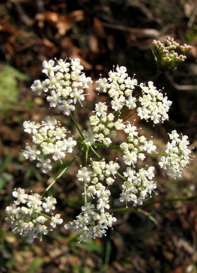 Kleine Bibernelle Pimpinella saxifraga L. Die Kleine Bibernelle ist eine mehrjährige krautige Pflanze, die zur Familie der Doldenblütler gehört. Die vielstrahligen Doppeldolden sind weiß gefärbt.