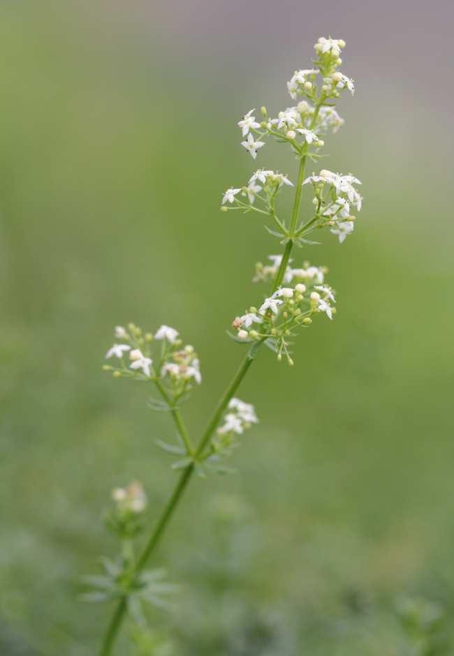 Weißes Labkraut Galium album MILL. Das Weiße Labkraut ist eine ausdauernde krautige Pflanze aus der Familie der Rötegewächse. Die Blütenstände werden von kleinen weißen Blüten gebildet.