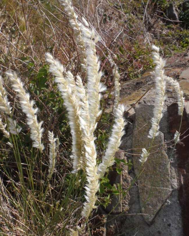 Wimper-Perlgras Melica ciliata L. Die mehrjährige horstbildende Pflanze zählt zur Familie der Süßgräser. Eine aufrechte und undeutlich einseitswendige Ährenrispe bildet den Blütenstand.
