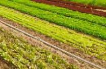 Zusatzwasserbedarf und Effekte der Bewässerung Beregnung von Salat, Herbst Anbaujahr 2015 und Mittelwert aus 15 Jahren Betrachtungszeitraum: 5. August bis 20.