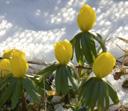Trachtpflanze Feld-Ehrenpreis (Veronica arvensis) Erdschlüsselblume (Primula vulgaris) Lavendel (Lavandula angustifolia) Gartenlöwenmaul