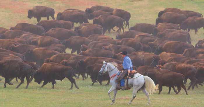 Abenteuerland für Pferd und Reiter. Rechts: Rick Wallen wacht über mehr als 5.000 Bisons im Yellowstone-Nationalpark. Ganz rechts: Guss Yellowhair setzt sich für den Erhalt der Lakota-Kultur ein.