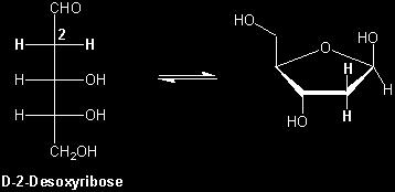 Desoxy-Zucker. In der DNA besteht der Zuckeranteil aus 2-Desoxyribose, und an dem anomeren Kohlenstoffatom befindet sich statt einer Hydroxygruppe eine heterocyclische Base.