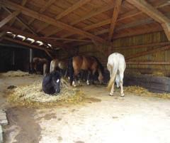 Kleiner Privatstall, zwei Gruppen zu je zwei Pferden, zwei Pferde im Hippotherapieeinsatz; vier Einzelboxen und