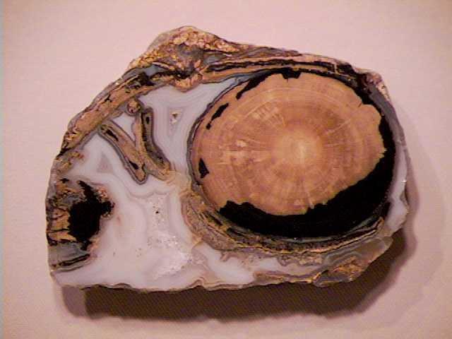 Verkieselung Beispiel: Versteinertes Holz Versteinerter Baum