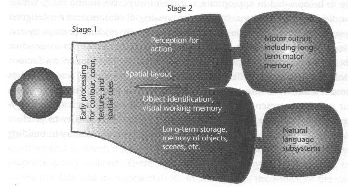 2.2 Optische Wahrnehmung Ein (einfaches) Modell für Wahrnehmungsprozesse Zweistufiger Wahrnehmungsprozess [Ware, 2004] Paralleler Prozess, der uns erlaubt, elementare Eigenschaften der Szene zu
