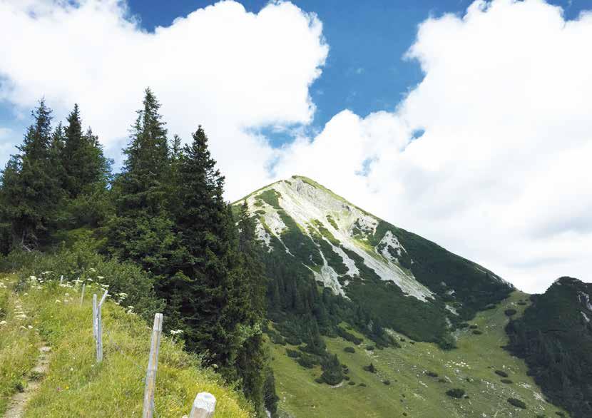 Alpen-Pestwurz Schuttreissen Weiße Silberwurz Auf Grund der exponierten Lage sind die Felsen am