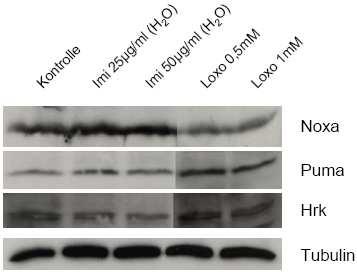 Imiquimod-Behandlung hat keine Auswirkung auf Puma-Expression, Loxoribin verursacht eine leicht vermehrte Proteinmenge. Auf Hrk haben weder Imiquimod noch Loxoribin eine Auswirkung.