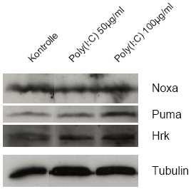 Mel526-Zellen wurden wie gezeigt für 24h behandelt (Kontrolle: unbehandelt), dann wurden die Zellen lysiert und die Proteine wurden im Western Blot dargestellt. Tubulin diente als Ladungskontrolle.