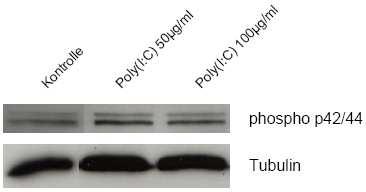 Nun soll an Mel526-Zellen nach Poly(I:C)- Stimulation die Beteiligung von p42/44 überprüft werden. Abb. 059 zeigt die Expression von p42/44 in Mel526-Zellen mit und ohne Poly(I:C)-Stimulierung.