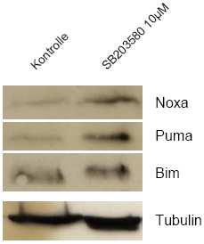 Demnach weisen die Experimente zu Abb. 064 auf p38-abhängige Apoptose-Induktion nach Poly(I:C)-Stimulation, jedoch nicht nach LPS-Stimulation, hin.