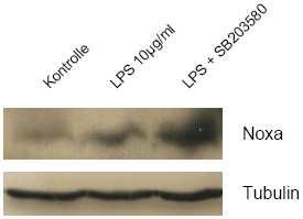 30 kd 55 kd Abbildung 066. LPS induziert Bim-Expression in MonoMac6- Zellen, Zugabe von SB203580 verändert diese nicht.