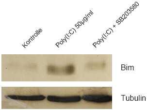30 kd 55 kd Abbildung 068. Poly(I:C) induziert Bim-Expression in MonoMac6- Zellen, die Zugabe von SB203580 verringert diese.