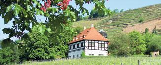 In der DDR spielte der Weinanbau eine untergeordnete Rolle. Erst zu Be ginn der 1980er Jahre wurde im Elbtal wieder aufge - rebt.