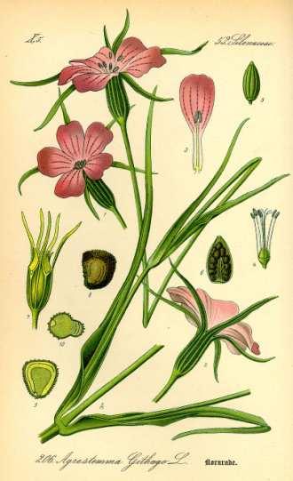Flachs, Linum usitatissimum (Leingewächs). Keimt im Frühjahr, wächst im Sommer, bildet schnellen Bodenschutz. Gelbsenf Sinapis alba oder auch Weißer Senf (Kreuzblütler). Keimt und wächst sehr rasch.