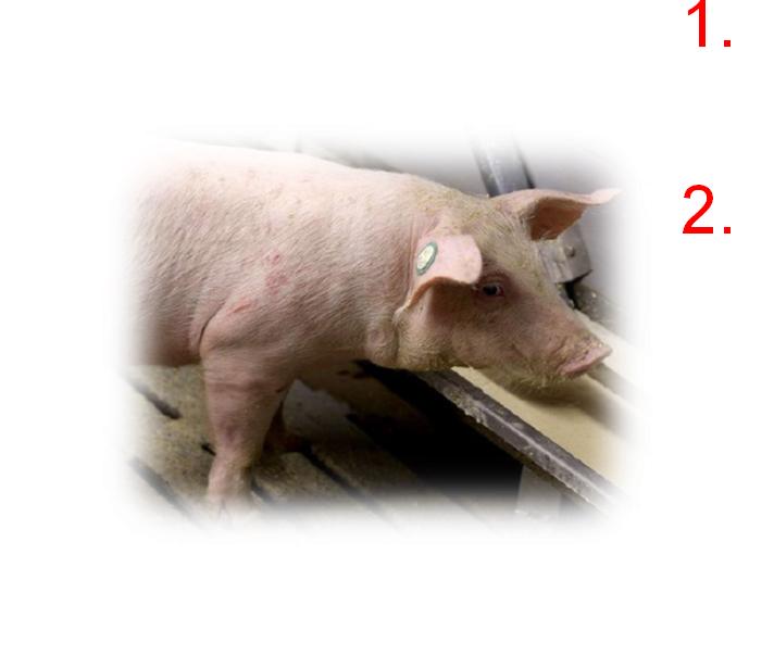 Welche Tierwohl-Kriterien? Schweinmast Block B: 13 Wahlpflichtkriterien 1. + 10 % Platz 2,80 1. oder 2. = muss 2. ständiger Zugang zu Raufutter 2,00 3.