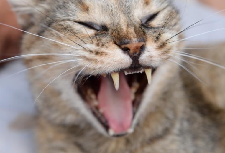 Wenn Neuankömmlinge dort gesichtet werden, werden diese schnellstmöglich gefangen und kastriert. So wird dafür gesorgt, dass sich die Tiere nicht vermehren.